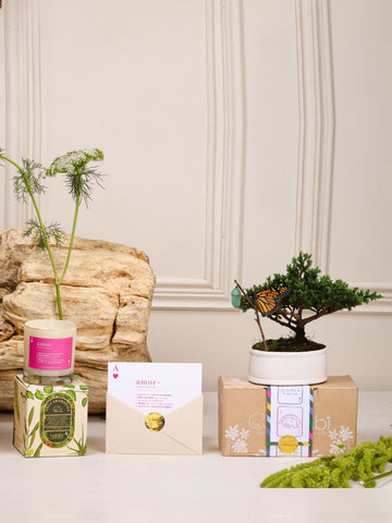 Kit Flechazo: bonsái de pino Sakura en matera de cerámica blanca con el capullo de mariposa colgando de una ramita y la mariposa monarca ya eclosionada, junto a la vela aromática de Amor y la postal en sobre con sello dorado.