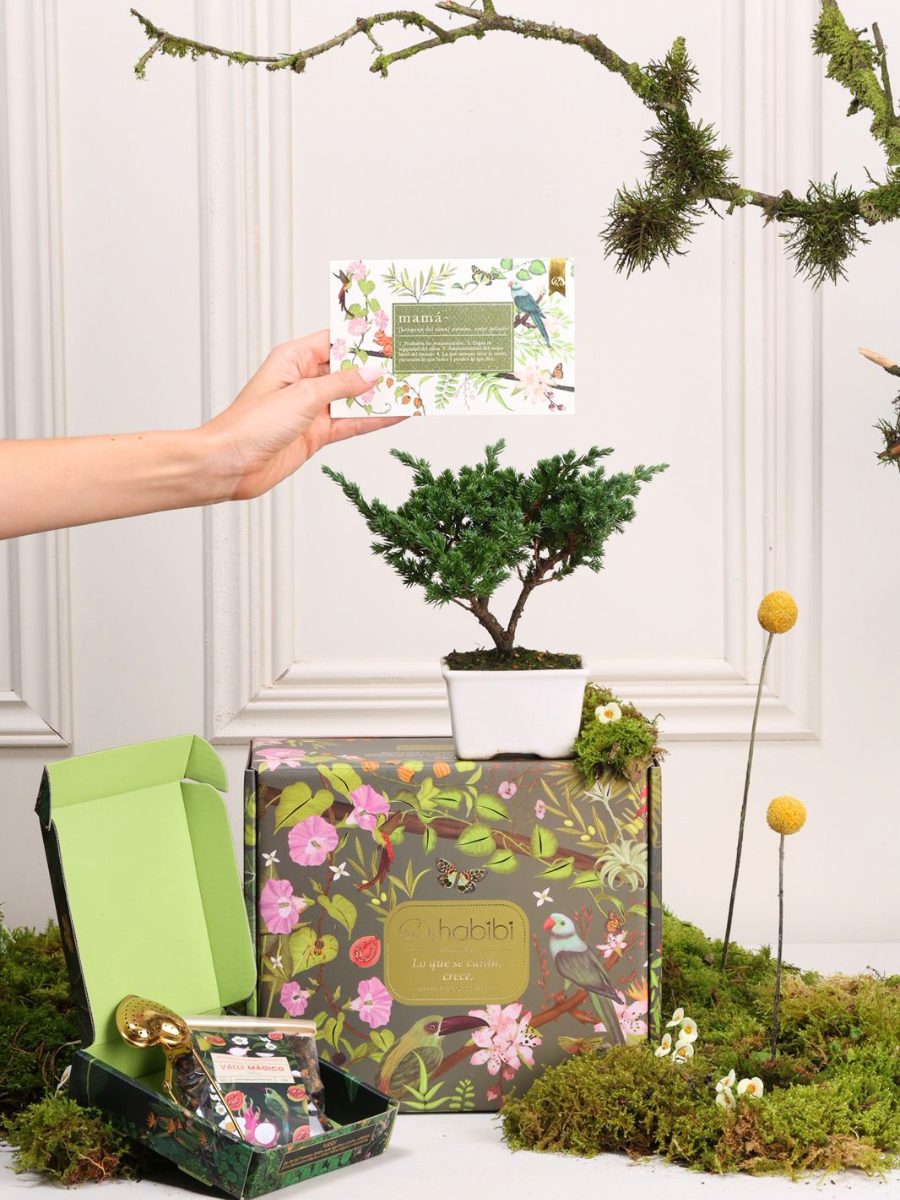 Kit Golden Hour Mamá con mini bonsai de pino, té Valle Mágico en cajita botánica y tarjeta con semillas — regalo Día de la Madre