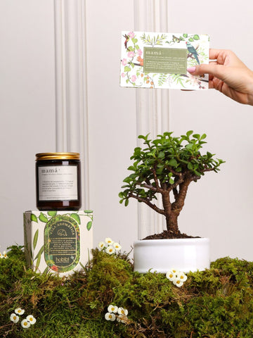 Kit Good Luck para Mamá con bonsai de jade en matera blanca, vela aromática Mamá y tarjeta con semillas — regalo Día de la Madre