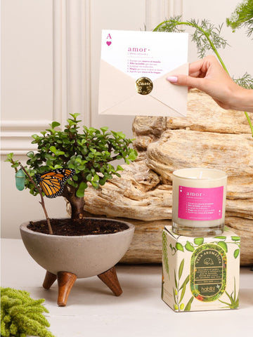 Kit Lucky Love: bonsái de Jade sembrado en un bowl de concreto gris con patas de madera con el capullo de mariposa colgando de una ramita y la mariposa monarca ya eclosionada, junto a la vela aromática de Amor y la postal en sobre con sello dorado.