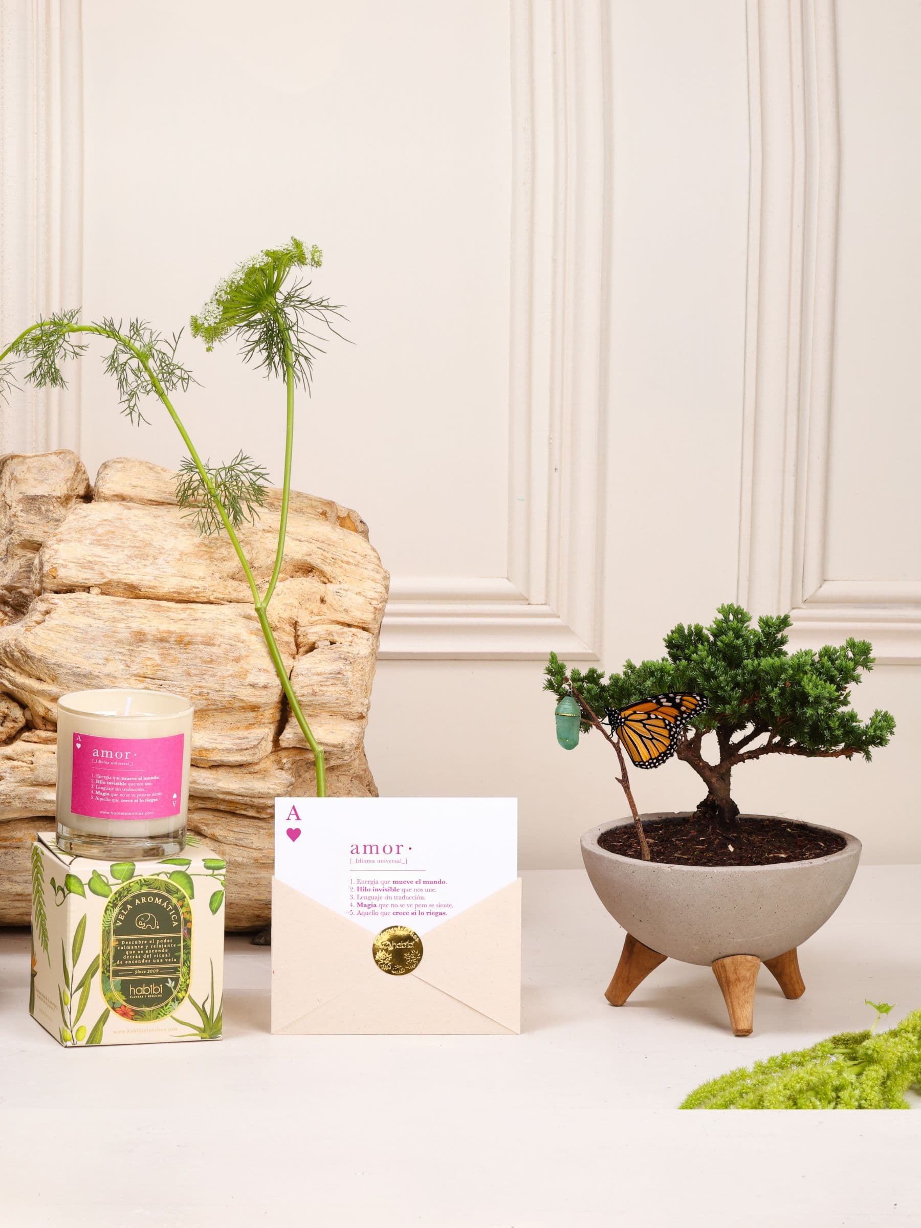 Kit Media Naranja: bonsái de pino Sakura sembrado en un bowl de concreto gris con patas de madera con el capullo de mariposa colgando de una ramita y la mariposa monarca ya eclosionada, junto a la vela aromática de Amor y la postal en sobre con sello dorado.