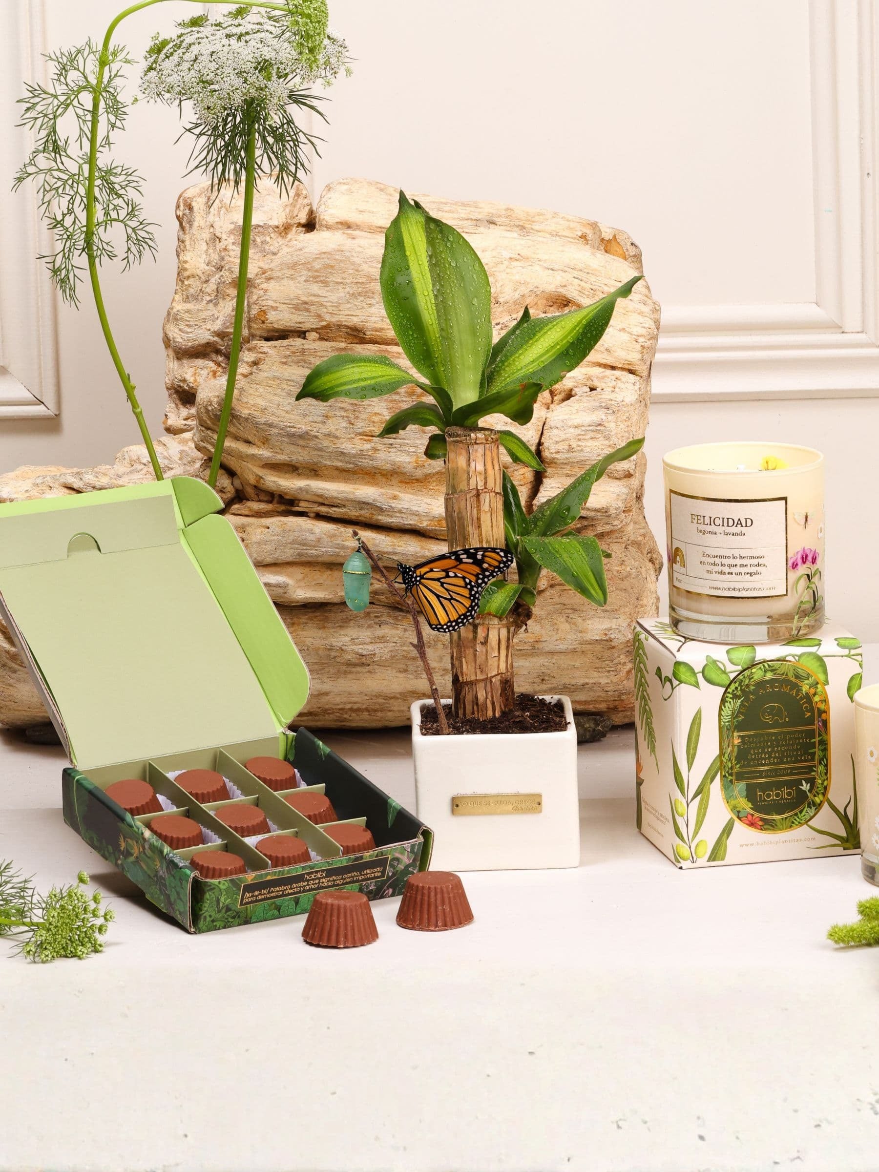Kit Mi Vida es un Regalo – capullo de mariposa