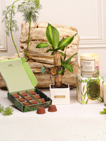 Kit Mi Vida es un Regalo – capullo de mariposa