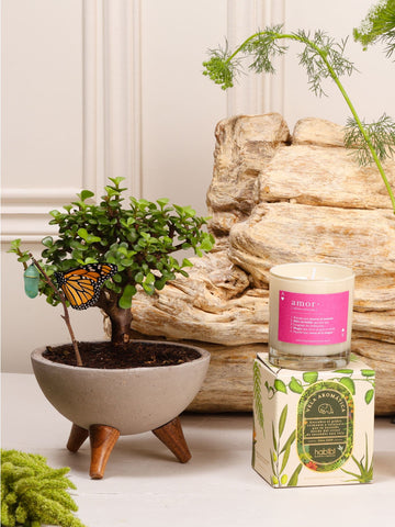 Kit Qué Suerte la Mía: bonsái de Jade sembrado en un bowl de concreto gris con patas de madera con el capullo de mariposa colgando de una ramita y la mariposa monarca ya eclosionada, junto a la vela aromática con la definición de Amor.