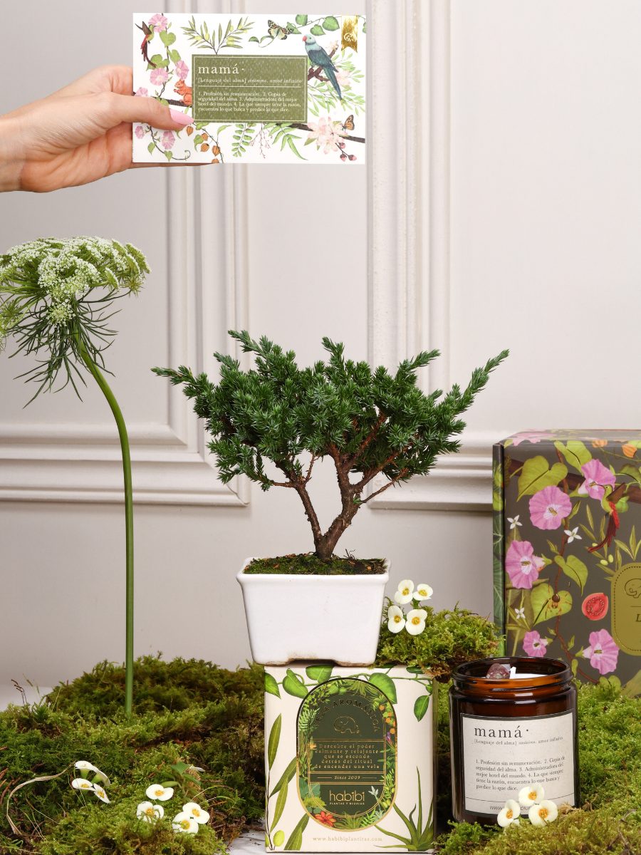 Kit Sin Prisa Mamá con mini bonsai de pino, vela aromática Mamá con cuarzo verde y tarjeta con semillas — regalo Día de la Madre