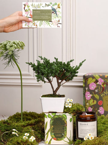 Kit Sin Prisa Mamá con mini bonsai de pino, vela aromática Mamá con cuarzo verde y tarjeta con semillas — regalo Día de la Madre