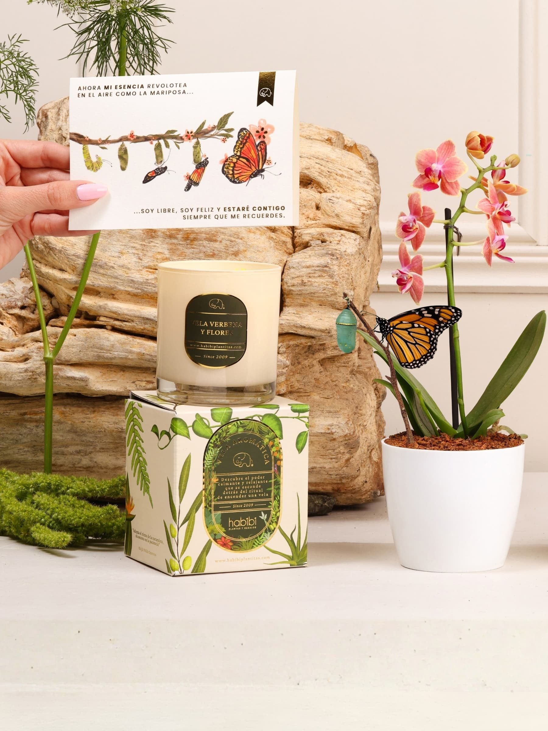 Kit Te Acompaño – capullo de mariposa