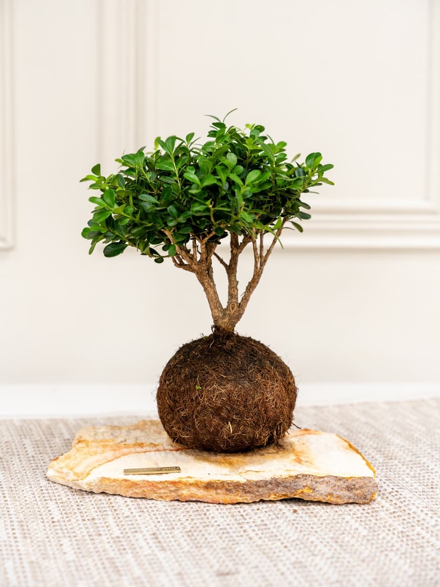 Bonsai Kokedama Osaka de 3 Años en Piedra