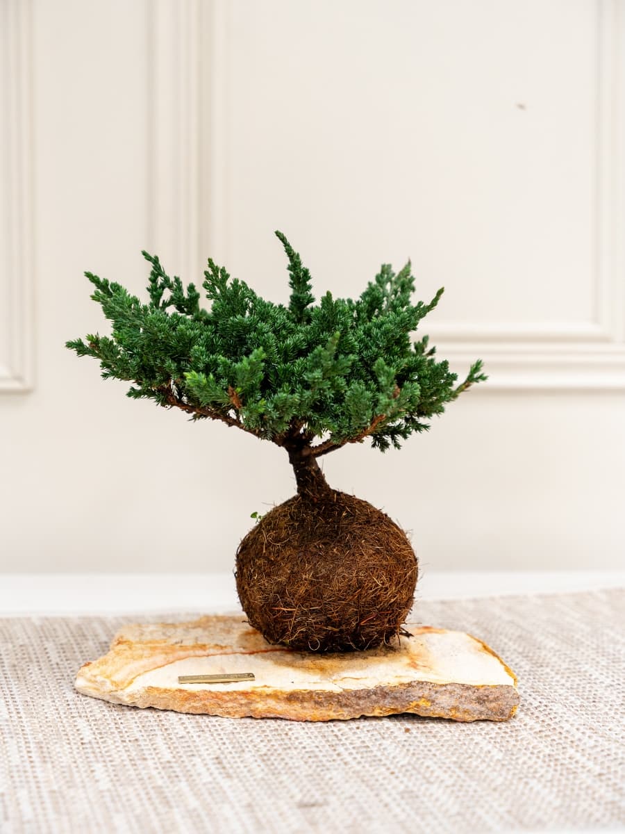 Bonsai Kokedama Pino de 3 años en Piedra