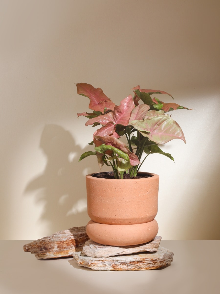 maceta-barro-planta-de-interior-decoracion-syngonium-miami-aglaonema-habibi-plantitas.jpg