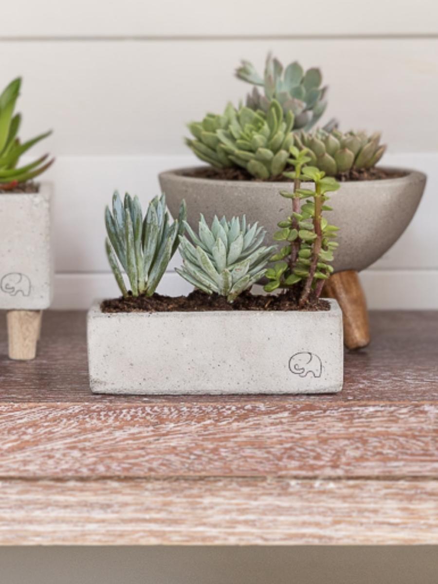 maceta-concreto-suculenta-cactus-recordatorios-regalos-para-hombres-habibi-plantitas_029c10de-831b-41d2-8f6c-2c8a6b43deba.jpg