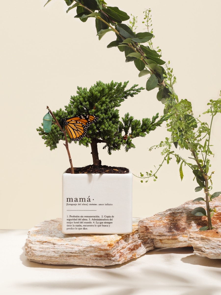 Matera Mamá con Bonsai