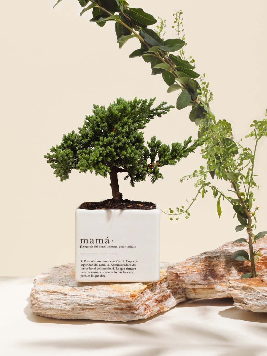 • Matera Mamá con Bonsai