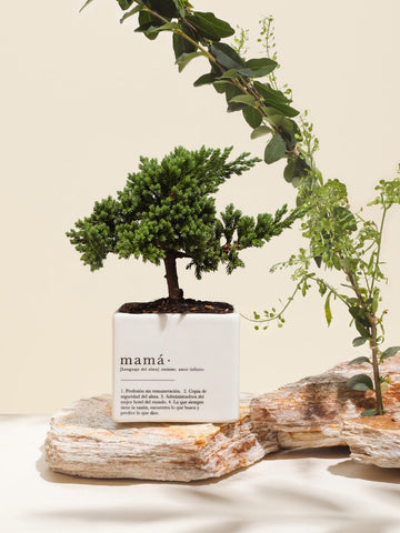 • Matera Mamá con Bonsai