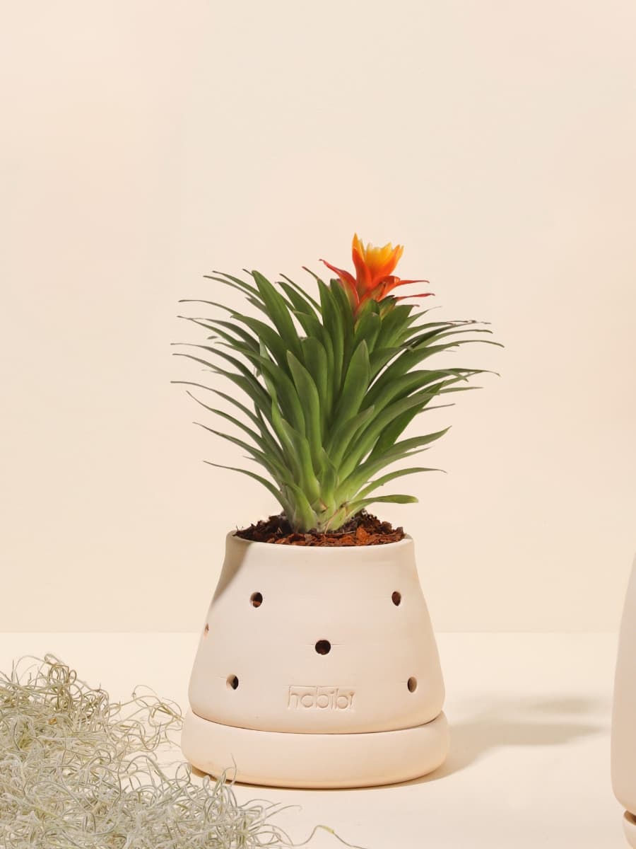 Mini Bromelia Blossom en Matera Cumbre Premium