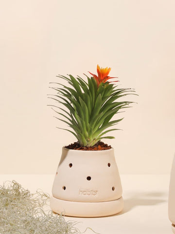 Mini Bromelia Blossom en Matera Cumbre Premium