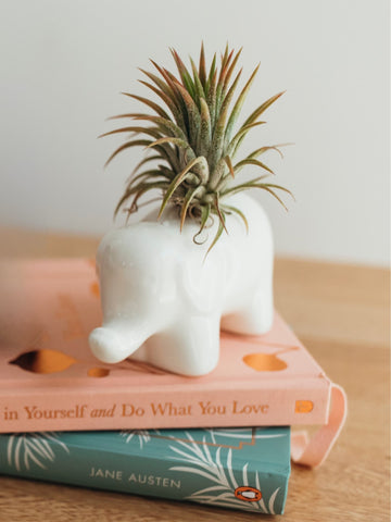 Matera Elefante con Tillandsia