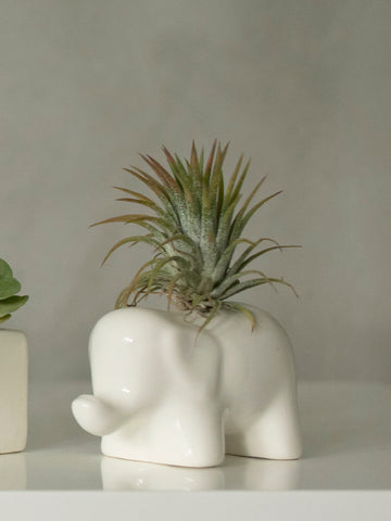 Matera Elefante con Tillandsia – vista 2