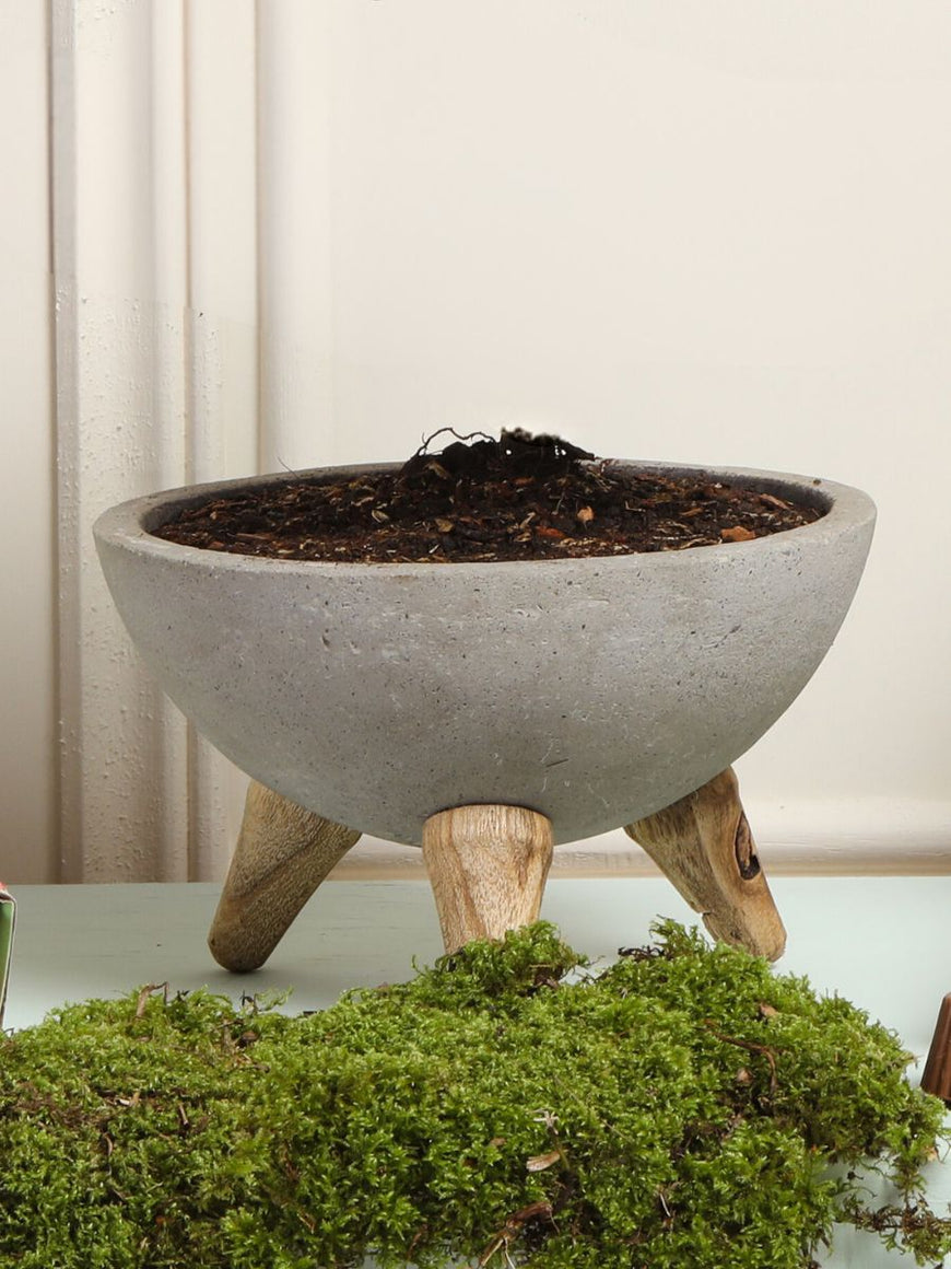 Matera para bonsai  Habibi