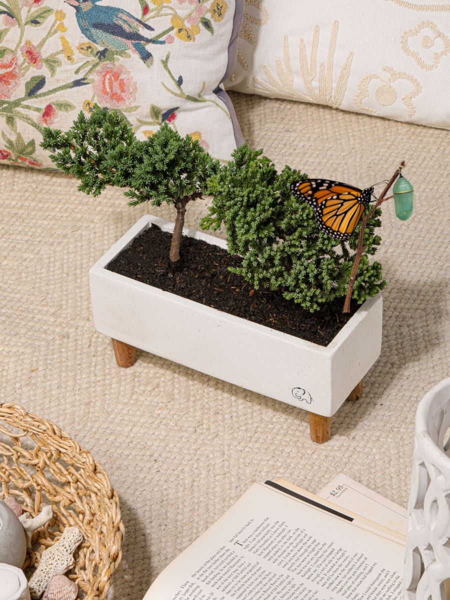 Matera Mykonos con Mini Bonsais