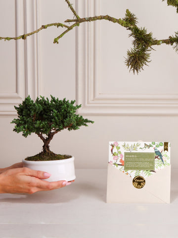 Bonsai Sakura con Tarjeta Mamá