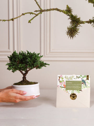 • Bonsai Sakura con Tarjeta Mamá