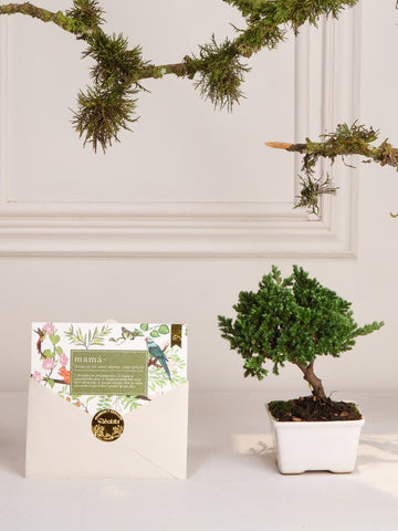 Mini Bonsai Wabi Sabi con Tarjeta Mamá