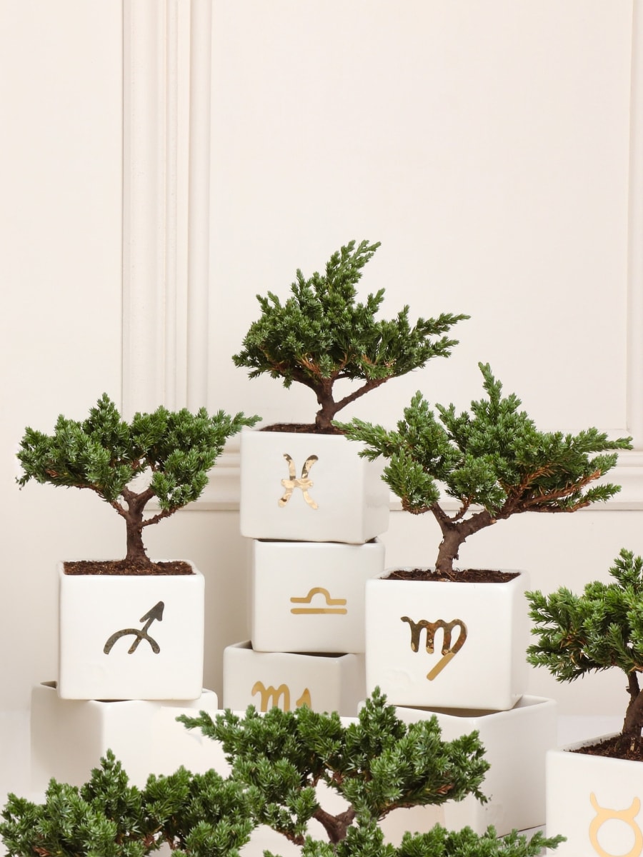 Matera Astral con Bonsai