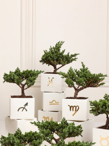 Matera Astral con Bonsai