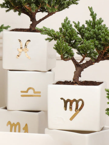 Matera Astral con Bonsai