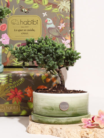 Mini Bonsái en Matera Hachi Verde Oliva – caja Jardín Secreto