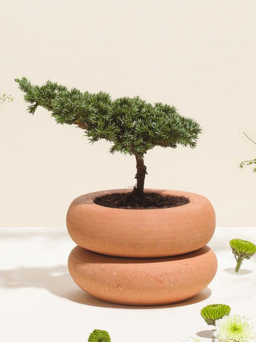 Mini Bonsai Pino en Matera Margarita