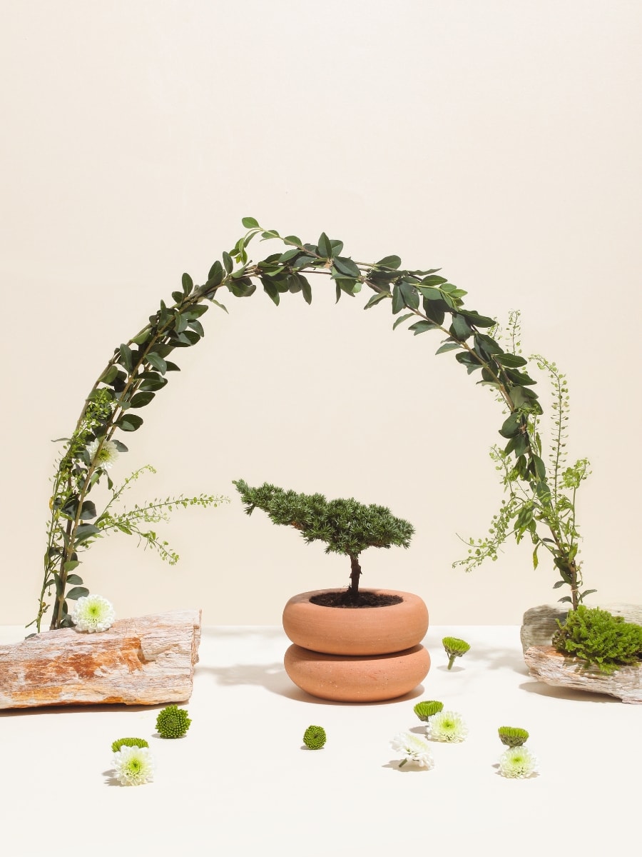 mini-bonsai-pino-maceta-barro-decoracion-con-bonsai-regalos-condolencias-cumpleanos-dia-de-la-madre-habibi-plantitas.jpg