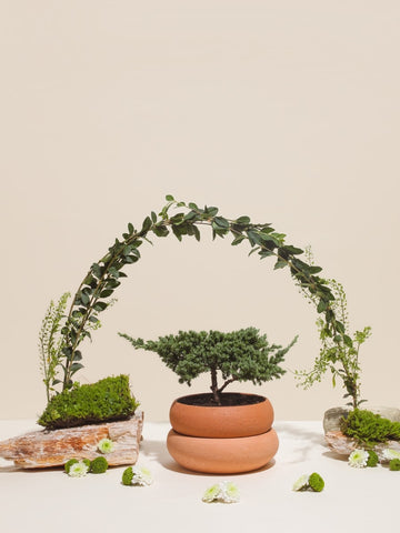 mini-bonsai-pino-maceta-barro-decoracion-con-bonsai-regalos-condolencias-cumpleanos-dia-de-la-madre-habibi-plantitas_574fc2ee-d3d7-4f60-bcbd-039827ee7233.jpg