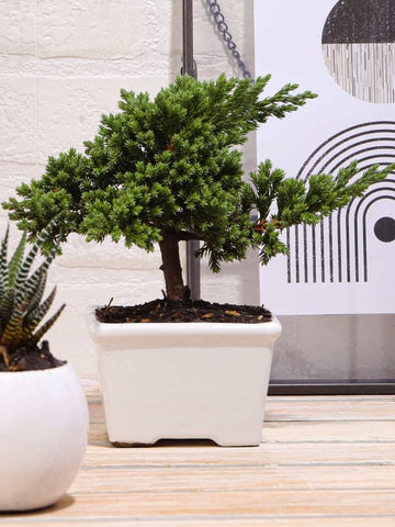 • Mini Bonsai de Pino 2 Años Edición Navidad