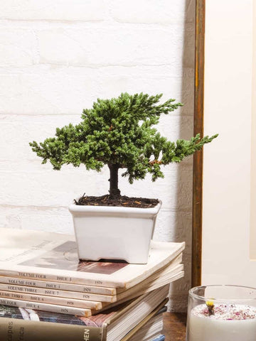 • Mini Bonsai de Pino 2 Años Edición Navidad