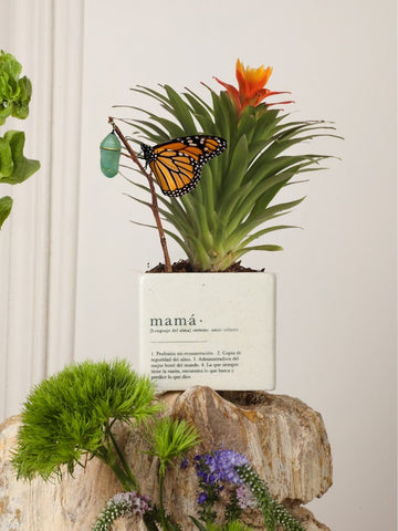 Mini Bromelia Blossom Mamá