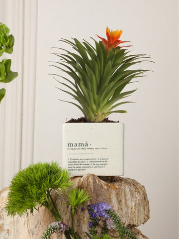 Mini Bromelia Blossom Mamá
