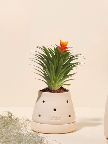 Mini Bromelia Blossom en Matera Cumbre Premium