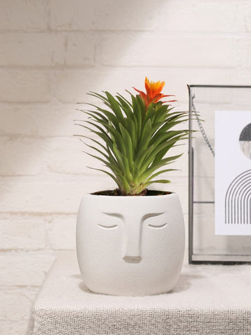 Mini Bromelia Blossom en Cara Nordica