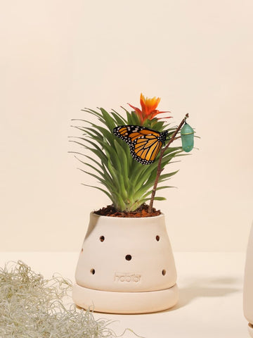 Mini Bromelia Blossom en Matera Cumbre Premium