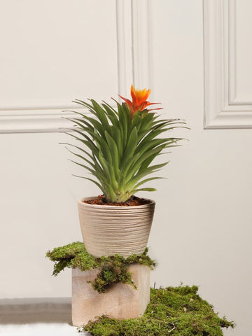 Mini Bromelia Blossom en Matera Sahara