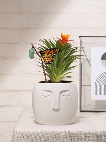 Mini Bromelia Blossom en Cara Nordica