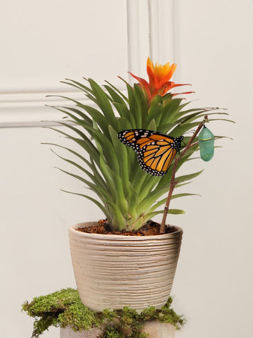 Mini Bromelia Blossom en Matera Sahara