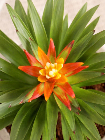 Mini Bromelia Blossom Mamá