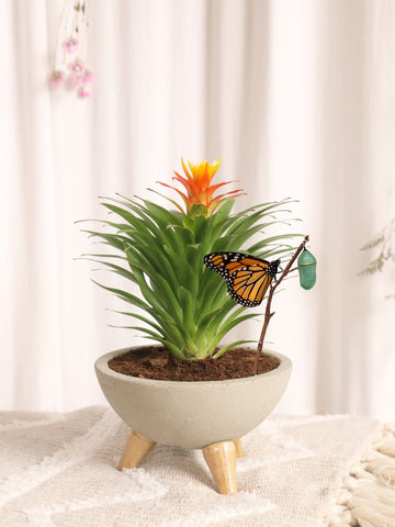 Mini Bromelia Blossom en Bowl de Concreto