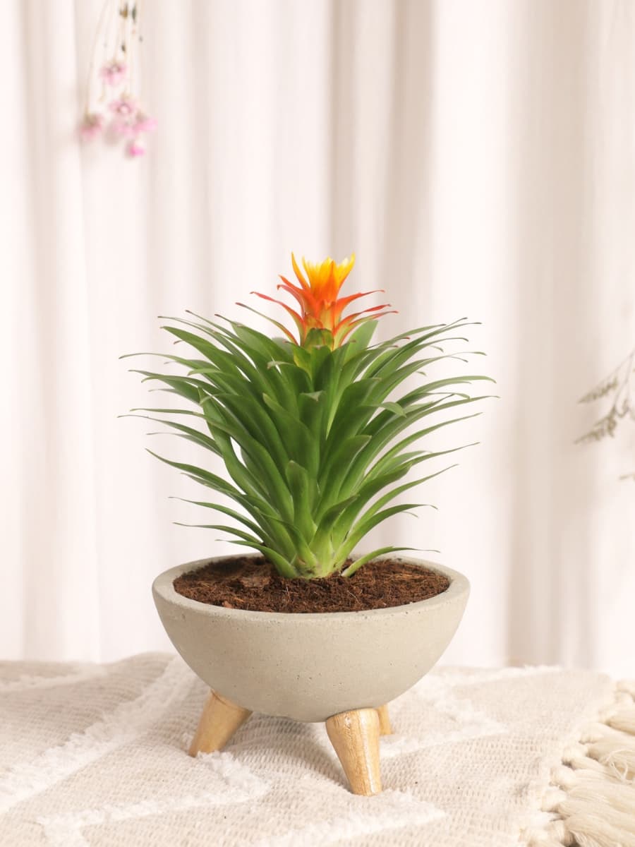 Mini Bromelia Blossom en Bowl de Concreto