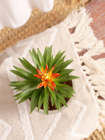 Mini Bromelia Blossom en Bowl de Concreto