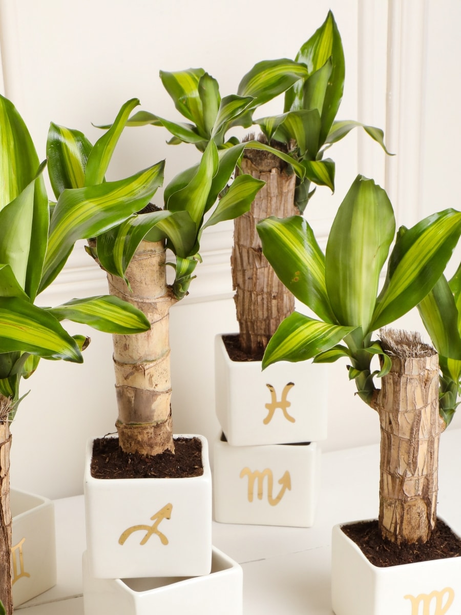 Matera Astral con Dracaena, Planta de la Felicidad