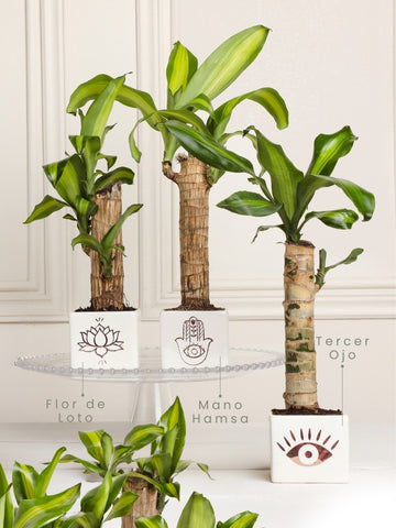 Matera Amuleto con Dracaena, Planta de la Felicidad